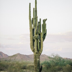 Saguaro Cactus Desert Photo 2