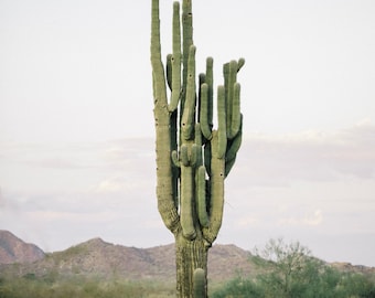 Saguaro Cactus Desert Photo 2