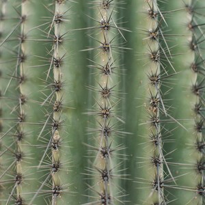 Saguaro Desert Photo 1