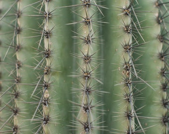 Foto del desierto de Saguaro 1