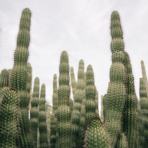 Orgelpipa Kaktus Öken Foto 1