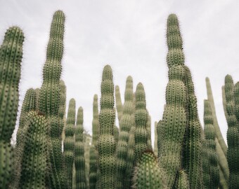 Organ Pipe Cactus Desierto Foto 1