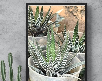 SUCCULENT HAWORTHIOPSIS WALLART