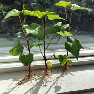 Puede incluir: Tres plantas jóvenes con hojas verdes en forma de corazón y raíces visibles se muestran en un alféizar blanco. Los tallos son de color marrón rojizo y las hojas de un verde vibrante, captando la luz del sol. Las plantas están en las primeras etapas de crecimiento.