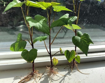 Esquejes vivos de batata morada Stokes, enraizados y listos para plantar.