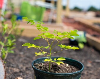 Live Moringa Oleifera - Moringa Tree Seedling - 4-8" Seedling!