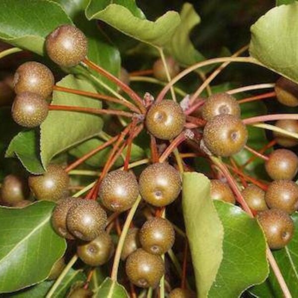 Bradford Pear - 10 Seeds Per Order - Callery Pear Tree Seeds (Pyrus Calleryana)!