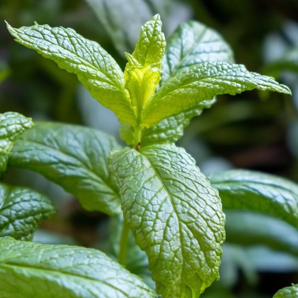 Moroccan Mint Cutting - Moroccan Mint - Water Propagation- Ships in Spring!