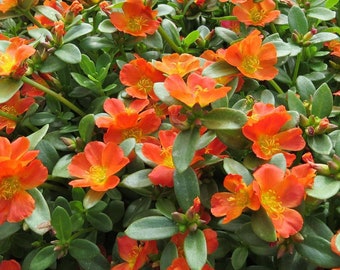 Live Purslane - Portulaca Oleracea - Rooted Plant - Live Plant - Foraging - Edible Plant - Red Orange or Yellow - 3" Pot!