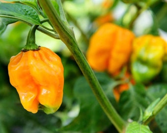 Live Habanero Pepper Plant - Live Plant - Ships in Spring!