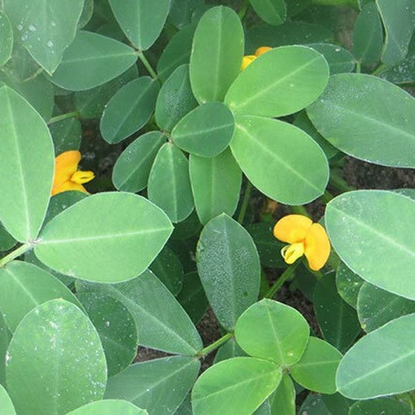 Live Virginia Peanut Plant - Grow Your Own Virginia Peanuts - 1 Live Virginia Peanut Plant - Ships in Spring!