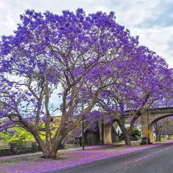 Live Purple Jacaranda - Jacaranda Tree Seedling - Jacaranda mimosifolia!