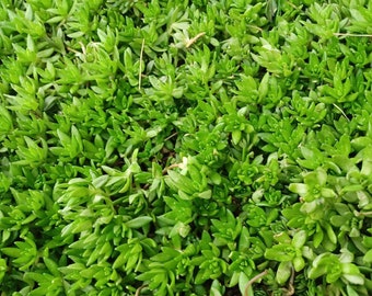 Live Stonecrop Plant - Rooted Plant - Spreads - Ships in Spring!