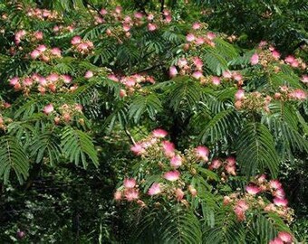 Mimosa Tree Seeds - 25 Seeds - Grown your own beautiful, fragrant Mimosa Tree!