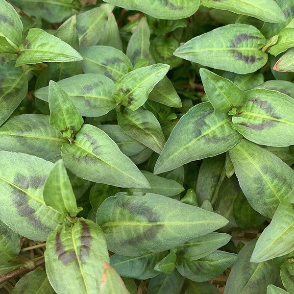 Vietnamese Mint Cutting - Water Propagation - Ships In Spring!