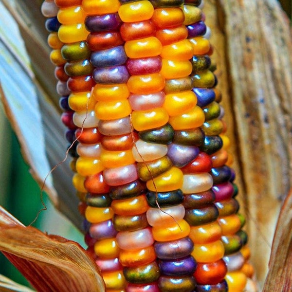 Ornamental Glass Gem Corn Seeds - Decorative or Popcorn - 15 Seeds Per Order!