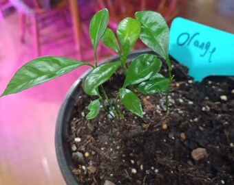 Live Dwarf Calamondin Orange Citrus Tree Seedling - 3" Pot - Live Plant - Ships in Spring!