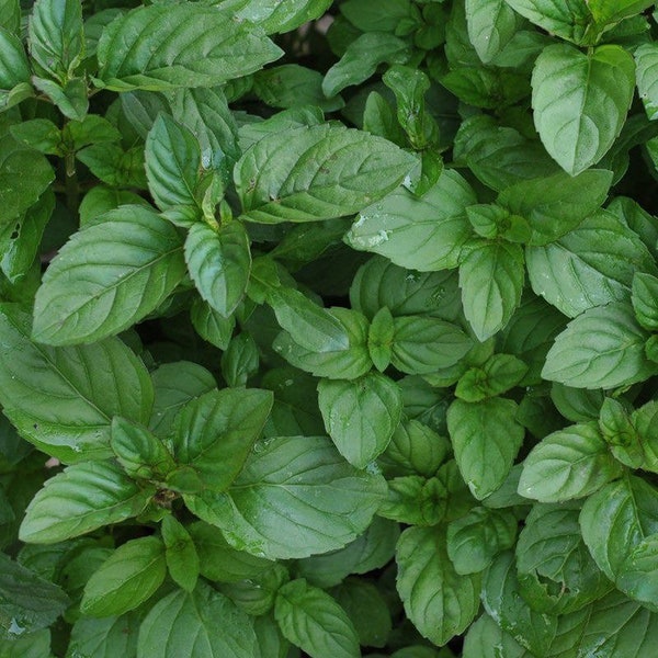 Lime Mint Cutting - Mentha x piperita f. citrata - Live Mint - Water Propagation- Ships in Spring!