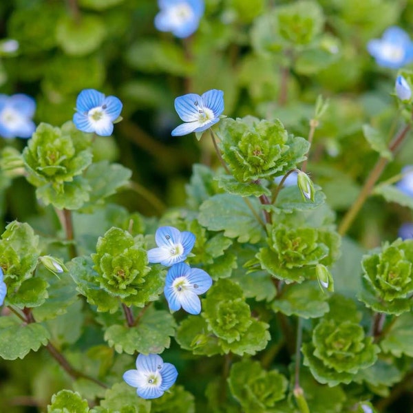 Live Creeping Blue Speedwell - Perennial - Ground Cover - Ships In Spring!