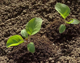 Live Eggplant Seedlings - Rooted Plant - Ships In Spring!