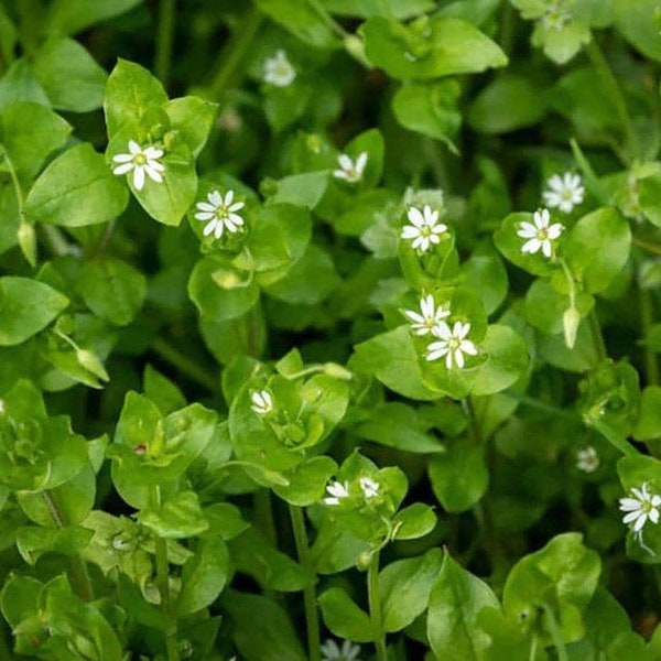 Live Chickweed - Live Plant - Rooted - Edible Foraging - Groundcover - Ships in Spring!