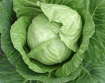 Live Stonehead Cabbage Plant - Stonehead Cabbage Seedling - 1 Live Plant - Ships In Spring!