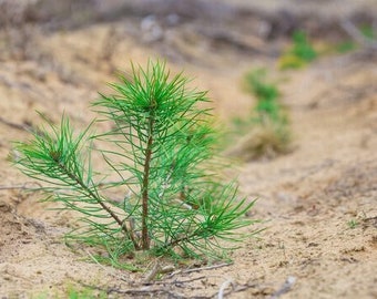 Live Pine Tree Seedling - Evergreen Seedling