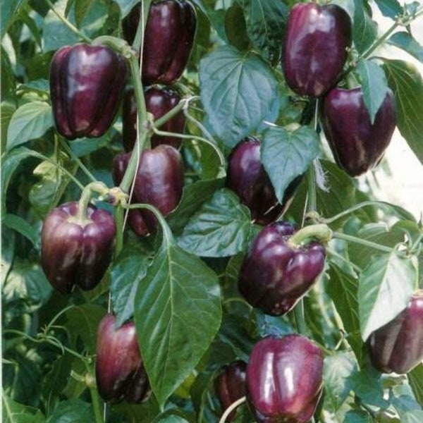 Live Purple Beauty Bell Pepper - Purple Bell Pepper - Live Plant - Ships in Spring!