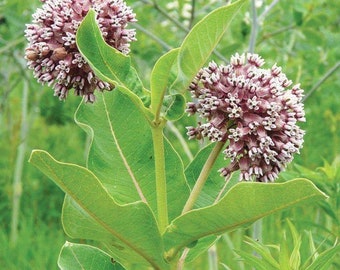 Live Milkweed Plant - Asclepias Syriaca - 3 Plants - Butterfly Weed - Ships in Spring!