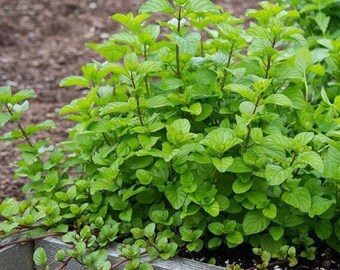 Live Rooted Orange Mint Starter Plant - Orange Mint Herb Rooted -Live Plant - Ships in Spring!