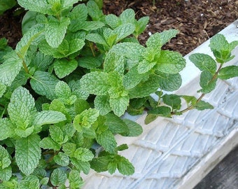 Sweet Mint Plant Cutting - One 4”-6” Cutting!