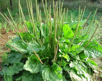 Broadleaf Plantain - 50+ Broadleaf Plantain Seeds!