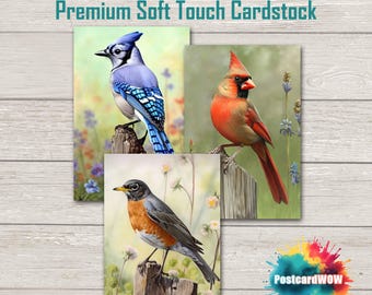 Spring Birds -  Postcard Set - Penpals - Postcrossing - Swap - Art - Unique Design