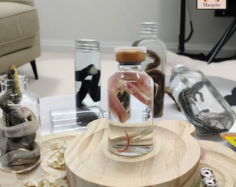 Real Snake Wet Specimen, Real Jar Filled with Wet, Real Animal Specimen, Safely Sterilized and Bleached, Oddity Curiosity Collection, Gifts