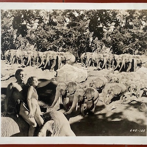 Foto de cine original TARZÁN Y SU COMPAÑERO Tarzán y su compañero Johnny Weissmuller 1934