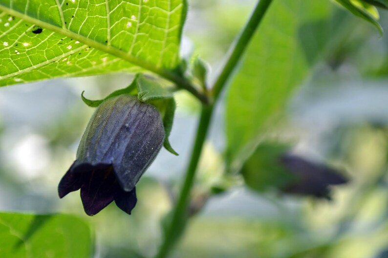 Pode incluir: Um close-up de um bot&atilde;o de flor roxo escuro com folhas verdes. A flor est&aacute; crescendo em um caule com outros bot&otilde;es.