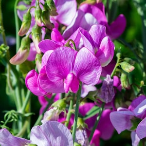 Sweet Pea Fragrance Oil - Candeo Candle Supply - For Candle Making, Soap Making and More