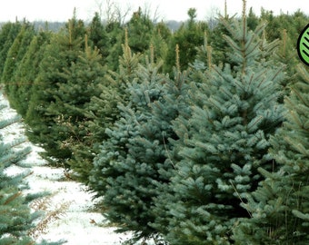 Fraser Fir Fragrance Oil – Candle, Soap & Room Spray Scent