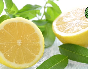 Lemon Verbena Fragrance Oil – Candle, Soap & Room Spray Scent
