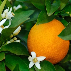 Orange Blossom Fragrance Oil - For Candle Making, Soap Making, Room Sprays and more - Candeo Candle Supply