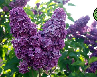 Old-Fashioned Lilac Fragrance Oil – Candle & Soap Making