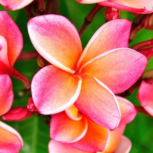 Perfectly Plumeria Fragrance Oil - For Candle Making, Soap Making, Room Sprays and more - Candeo Candle Supply
