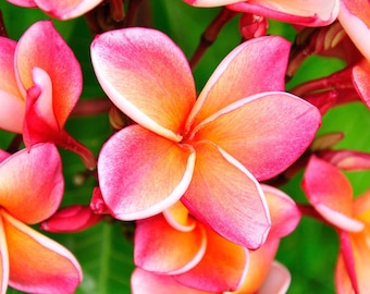 Plumeria Fragrance Oil – Candle, Soap & Room Spray Making