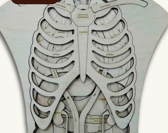 Lasergesneden menselijke anatomie houten puzzel SVG bundel glowforge lasersnijden anatomie houten puzzel DXF-bestanden Vector sjabloonbestand Eps cnc