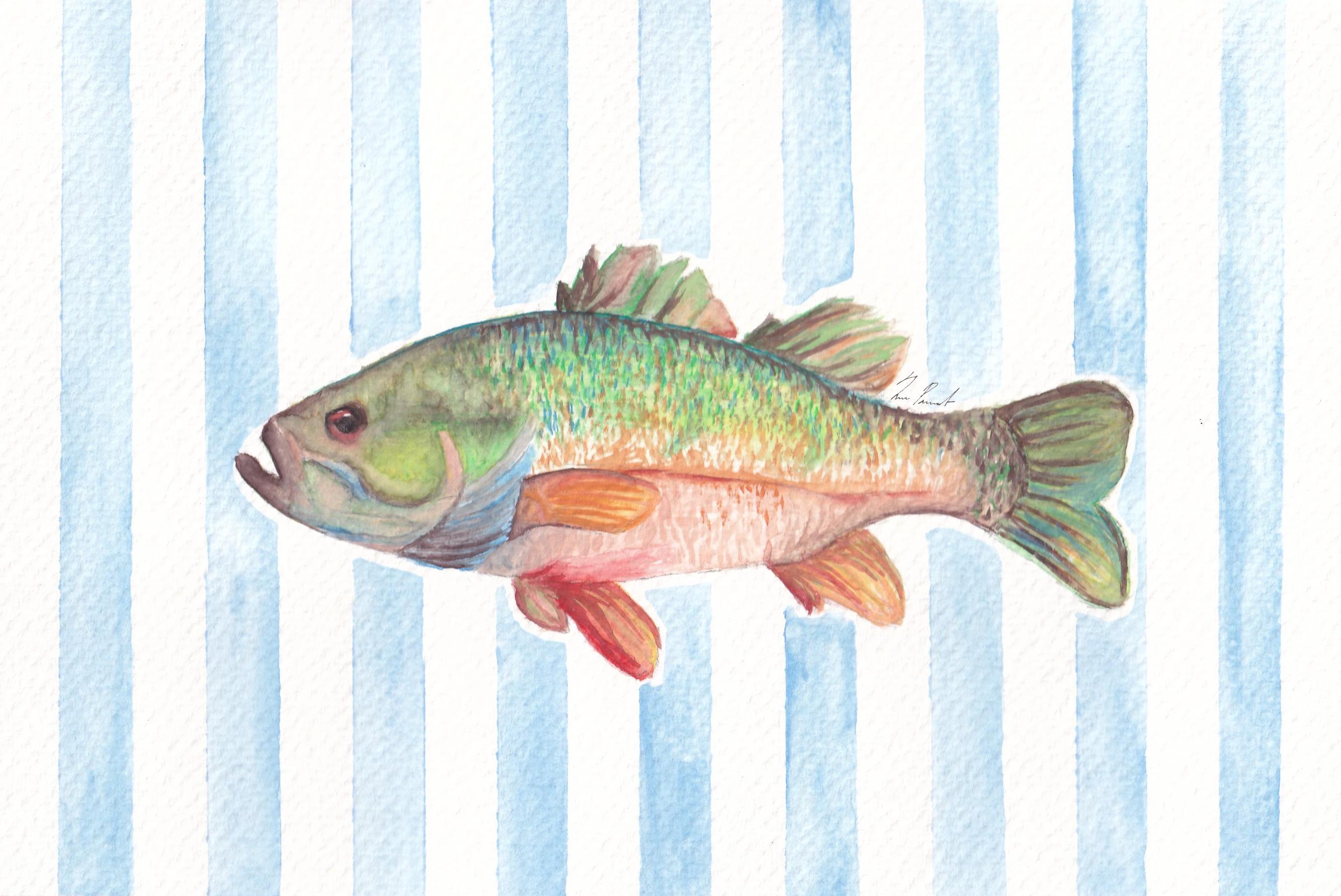 bass-watercolor-painting-etsy
