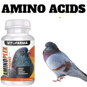 Pu&ograve; includere: Una bottiglia bianca di integratori di aminoacidi Aminoplex Pigeons con un'illustrazione di piccione. La bottiglia ha testo arancione e nero, con "Amino Acids" in alto. Un piccione vivo &egrave; a destra della bottiglia.