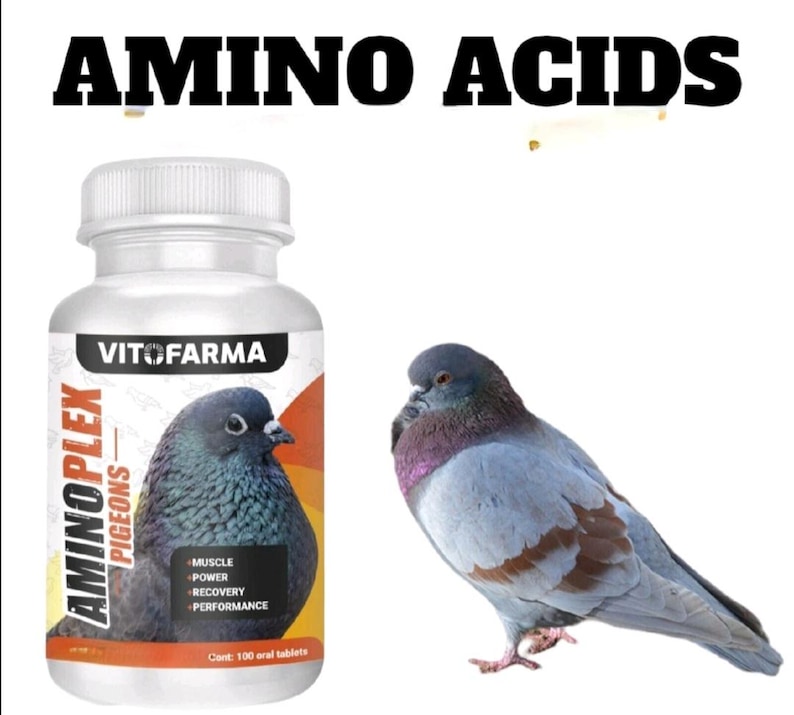 Pu&ograve; includere: Una bottiglia bianca di integratori di aminoacidi Aminoplex Pigeons con un'illustrazione di piccione. La bottiglia ha testo arancione e nero, con "Amino Acids" in alto. Un piccione vivo &egrave; a destra della bottiglia.