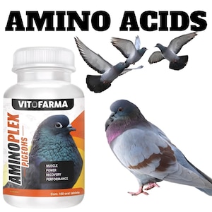 Może przedstawiać: Butelka tabletek "AMINOPLEX PIGEONS" z etykietą przedstawiającą ilustrację gołębia. Obraz zawiera tekst "AMINO ACIDS" i kilka latających gołębi. Etykieta podkreśla "MUSCLE, POWER, RECOVERY, PERFORMANCE".