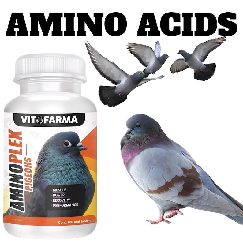 Pu&ograve; includere: Una bottiglia di compresse "AMINOPLEX PIGEONS" con un'etichetta raffigurante un'illustrazione di piccione. L'immagine include il testo "AMINO ACIDS" e diversi piccioni in volo. L'etichetta evidenzia "MUSCLE, POWER, RECOVERY, PERFORMANCE".