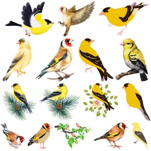 Pacchetto SVG di cardellino, png di cardellino americano, vettore di cardellino americano, contorno di cardellino americano, Birds Silhouette Svg, UCCELLI su RAMO